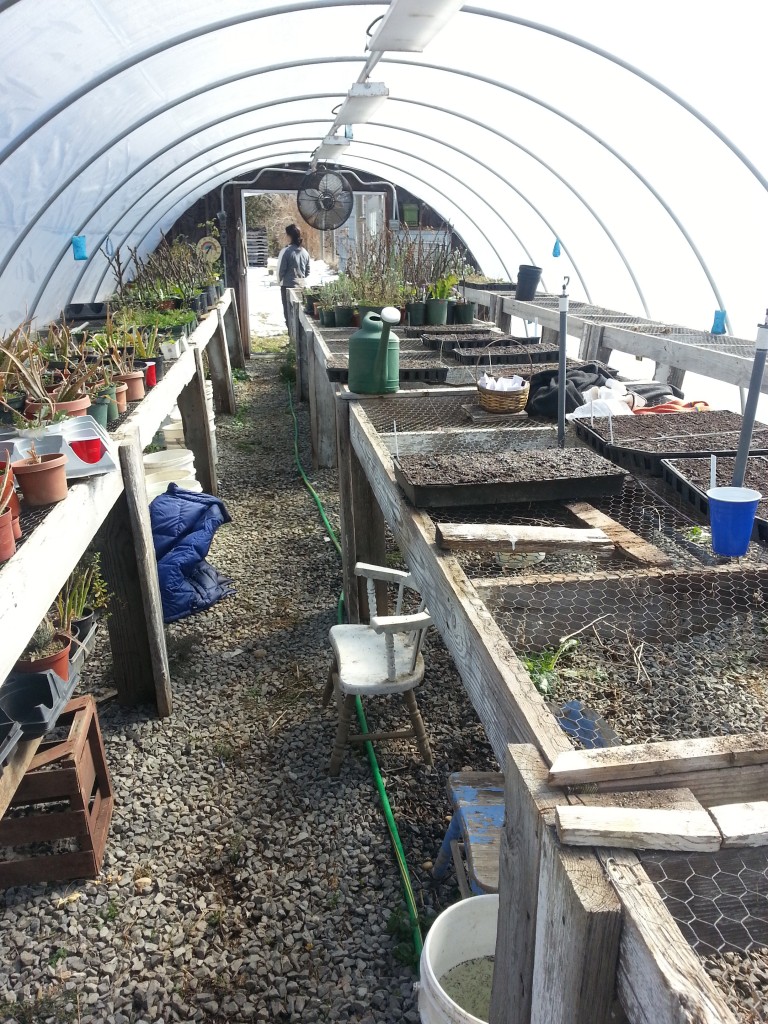 Biophilia CSA: Greenhouse in March2013